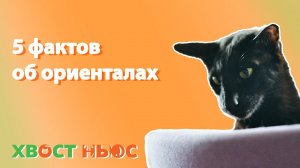 5 интересных фактов о ориенталах!