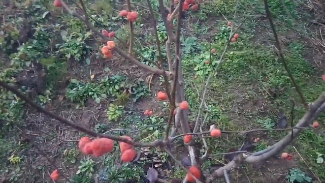 Плоды кудрании ("клубничного", "малинового" дерева) 2021 смотреть онлайн