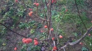 Плоды кудрании ("клубничного", "малинового" дерева) 2021