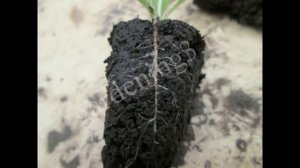 Статица, кермек, лимониум посадка уход. Выращивание статицы из семян