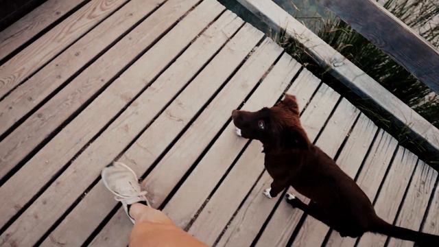 Nilay - 4 months [Border Collie | FEELING LIKE HOME Made My Day] смотреть онлайн