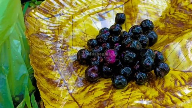 JAMUN KOLI !VLOG VIDEO! Joshep vlog❤ смотреть онлайн