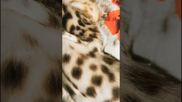 Блестящие бенгалы 😻 смотреть онлайн