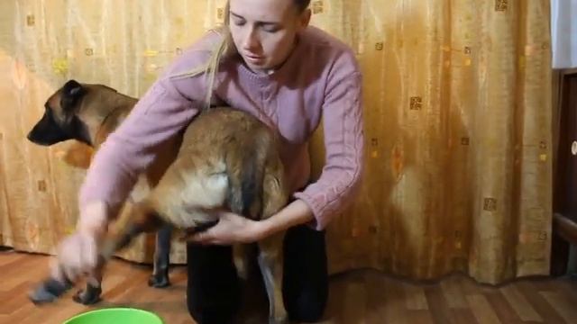 Как правильно мыть лапки без нервов. как приучить собаку к мытью лап? смотреть онлайн