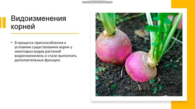 6 класс. Органы цветковых растений. Корни и корневые системы смотреть онлайн