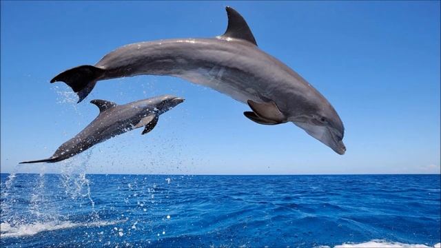 Сонар, звуки дельфина смотреть онлайн