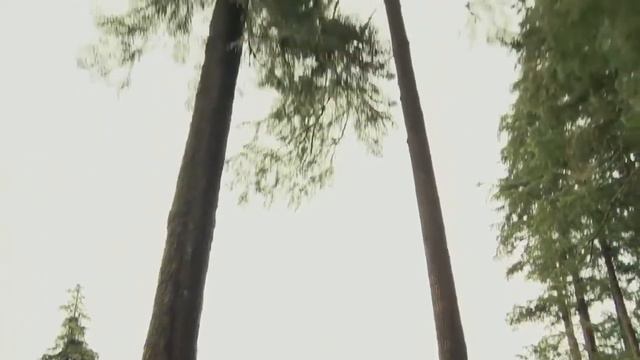 Что будет с ПЛАНЕТОЙ, если ИСЧЕЗНУТ ДЕРЕВЬЯ смотреть онлайн