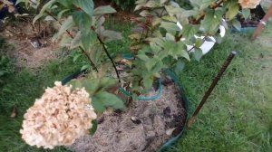 Когда всетаки лучше обрезать метельчатые гортензии? Осенью или весной?