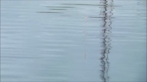 Херабуна.Поклевки карася