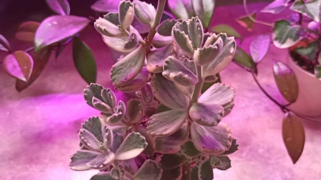ОБЗОР Суккулентов с названиями🌵Первая полка стеллажа смотреть онлайн