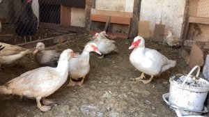 Содержание индоуток зимой. Кормление и поение мускусных уток в зимний период.