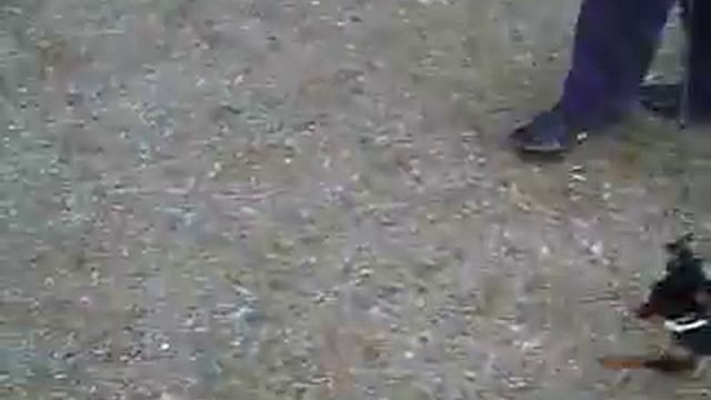 аджилити первое занятие с тренером.AVI смотреть онлайн