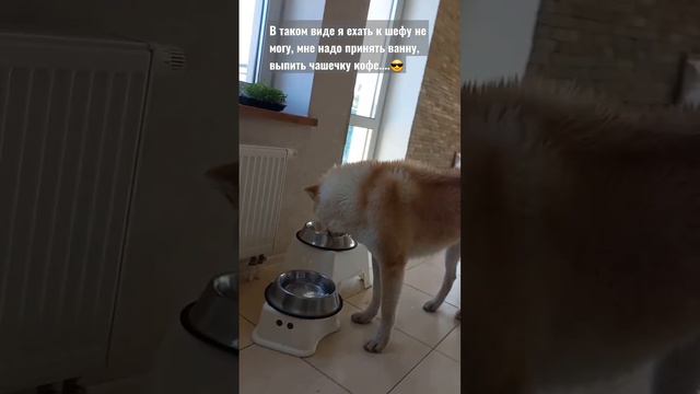 надо принять ванну🥱 #youtube #рекомендации #tiktok #акита #приколы #akita #funny #смех #собака #dog смотреть онлайн