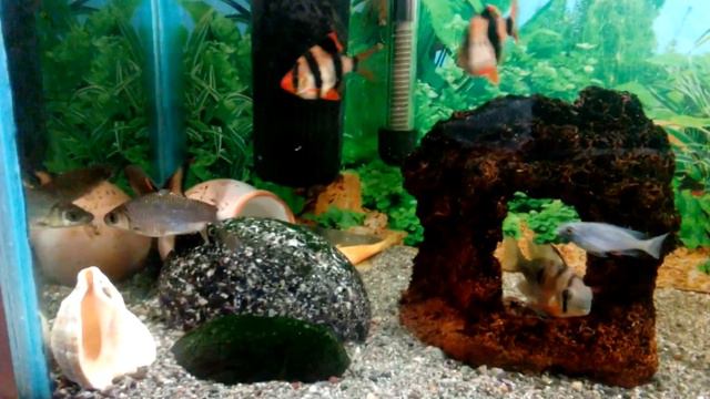 Shark Balu (Barbus) смотреть онлайн