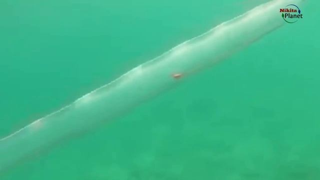Гигантские существа, обитающие в океане . Giant ocean creatures смотреть онлайн