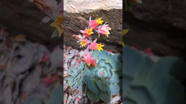 Echeveria Elegans ou Glauca com flores. смотреть онлайн