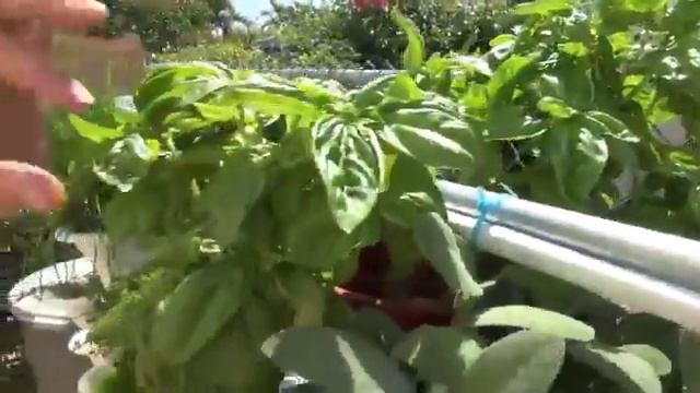 The Dawn Patrol: Mighty Fine Gardening Tip:01 смотреть онлайн