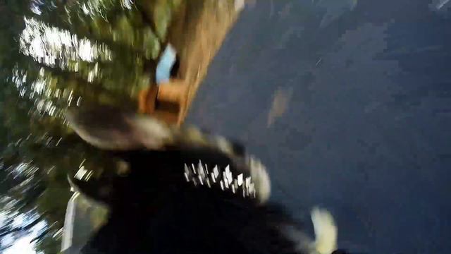 GOPRO HERO 3+ : Just a quick dog adventure with Riley filmed with a GoPro Hero 3 + смотреть онлайн