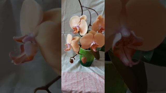 17).Орхидея фаленопсис Леди Мармелад смотреть онлайн