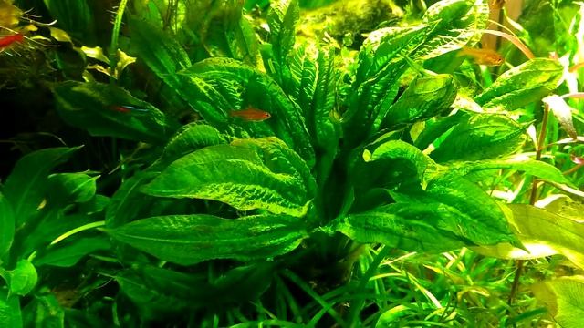 Эхинодорус парвифлорус "Тропика" (слева). Справа что за эх? смотреть онлайн