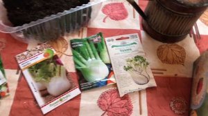 Выращивание фенхеля из семян