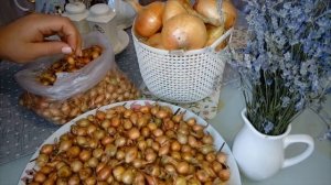 САДИМ ЛУК  лучше осенью! СОРТА ЛУКА ДЛЯ УРАЛА И СИБИРИ! ВСЕГДА С УРОЖАЕМ!