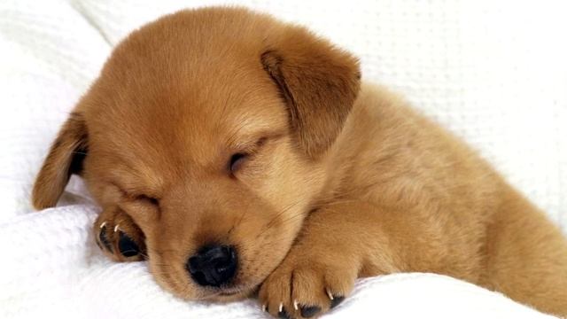 Наступающий Наступает! С Новым Годом! Спасибо Вам Что Смотрите! Happy New Year! смотреть онлайн