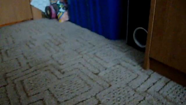 Щенок хаски почти поет смотреть онлайн