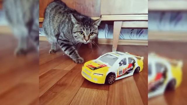 6 января не стало моей кошки. Я очень сильно люблю и скучаю. Ты всегда останешься в моём сердце. смотреть онлайн