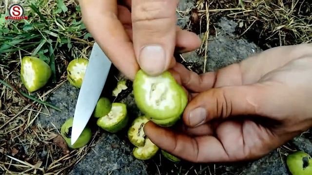 Маньчжурский орех, как растет, что внутри когда молодой смотреть онлайн