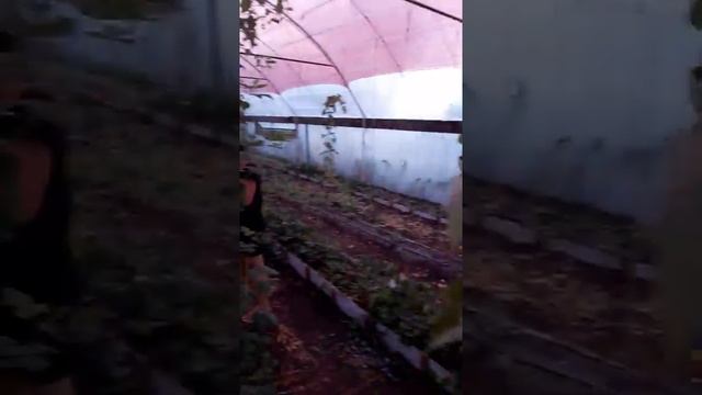 Малина Маравилла .лето 2019 смотреть онлайн