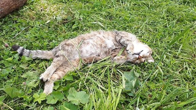 Павда, Свердловская область. Путешествие с центром "Аржаан". Места силы Северного Урала смотреть онлайн