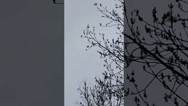 это соловей?