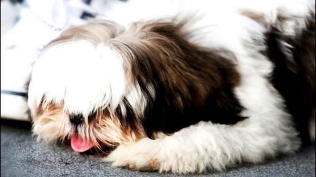 МУЗИКА ЗА Успокояване на куче - МУЗИКА ЗА Успокояване на котка смотреть онлайн