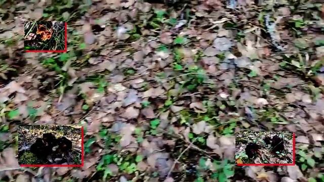 Обзор грибов смотреть онлайн