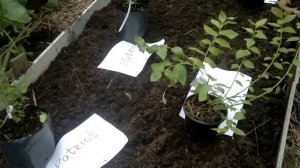 Черника садовая,посадка в августе.Советы огородникам.