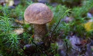 Грибная разведка 3 сентября 2022г. Всеволожский район