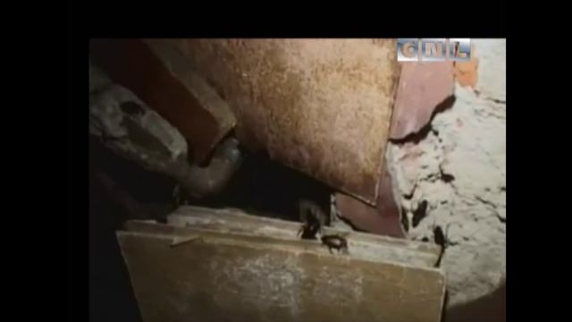 Насекомые таракан смотреть онлайн