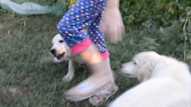 Щенки золотистого ретривера с родосл.КСУ Продажа смотреть онлайн