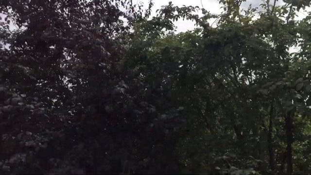 Сафари парк Кудыкина Гора.Доехали .Начинаем осмотр окрестности и достопримечательностей смотреть онлайн