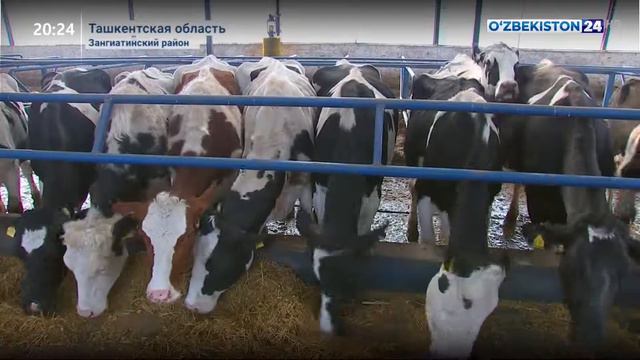Семинар по развитию животноводства смотреть онлайн