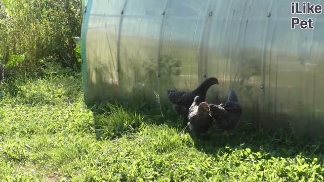 5 признаков болезни у курицы смотреть онлайн