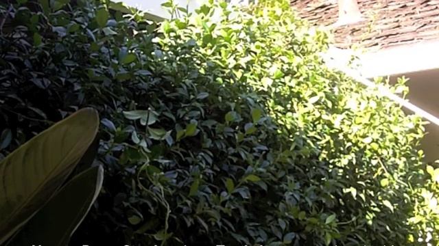 How To Prune Star Jasmine - Trachelospermum jasminoides смотреть онлайн
