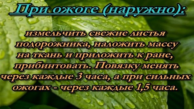 Подорожник, лечебные свойства и приминение смотреть онлайн