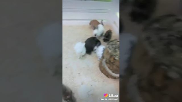 Семейный зоопарк смотреть онлайн