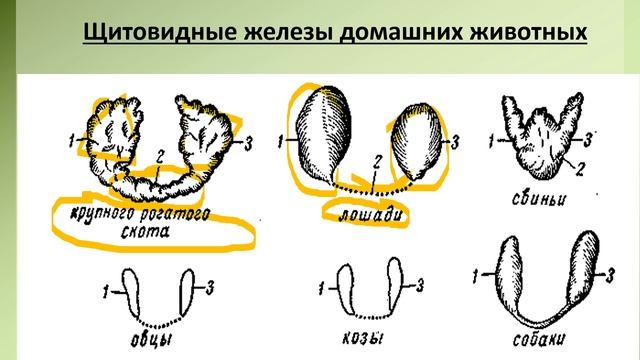 Анатомия животных. Эндокринология в ветеринарии видео. смотреть онлайн