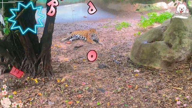 Cute Little Farm Animal Sounds: Sheep, Badger, Rhinoceros, Chipmunk, Tiger,... смотреть онлайн