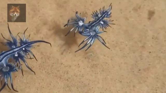 В Мире Животных (7 Самых Красивых Животных В Мире) смотреть онлайн