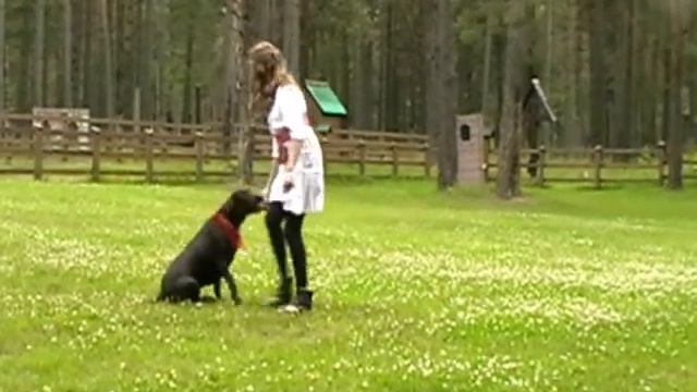 Лабрадор Феня смотреть онлайн