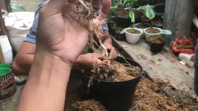 CARA PANANEN UMBI ALOCASIA KESAYANGAN смотреть онлайн